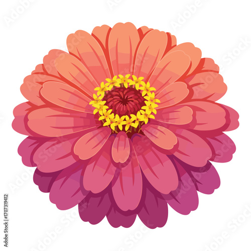 Vibrant pink and orange zinnia bloom with yellow center – flat illustration
