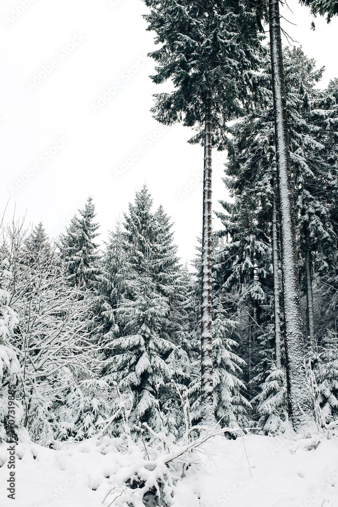 Fototapeta premium Winter forest covered in snow