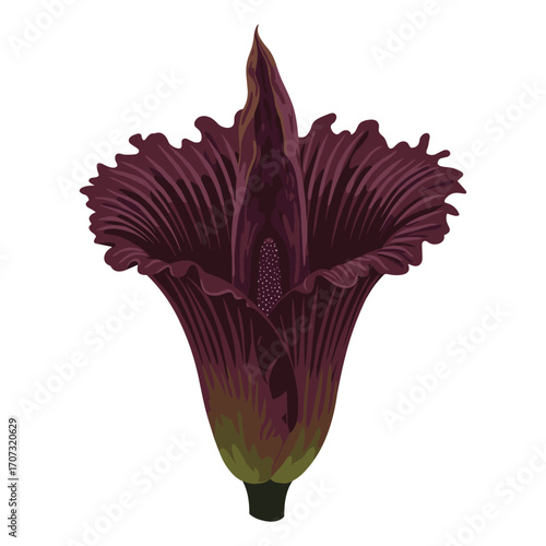 Detailed illustration of exotic deep purple tropical flower – flat illustration