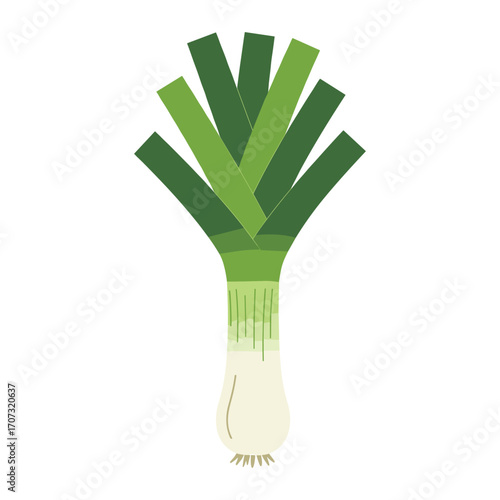 Illustration of a fresh green leek with white bulb – flat illustration