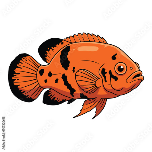 Colorful oscar fish illustration with detailed orange and black patterns – flat illustration