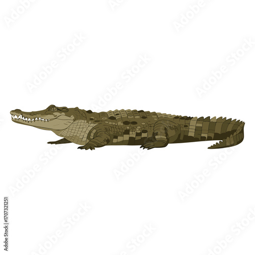Realistic illustration of a nile crocodile – flat illustration
