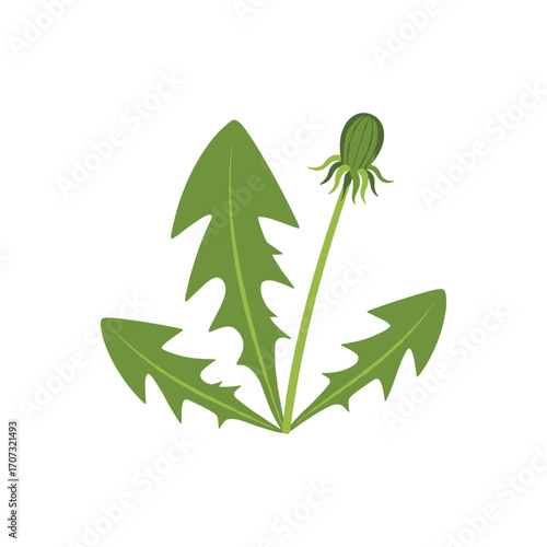 Green closed dandelion bud with jagged leaves – flat illustration