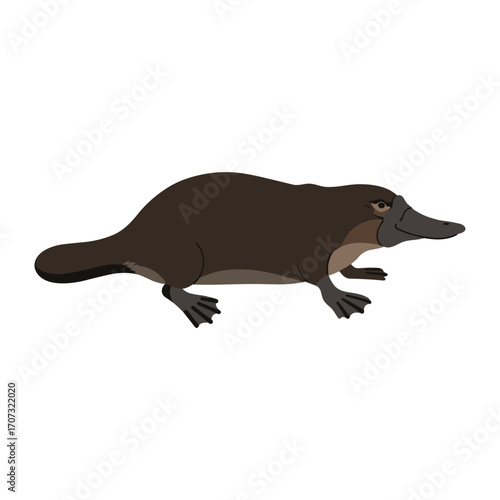 Cartoon platypus illustration in profile view – flat illustration