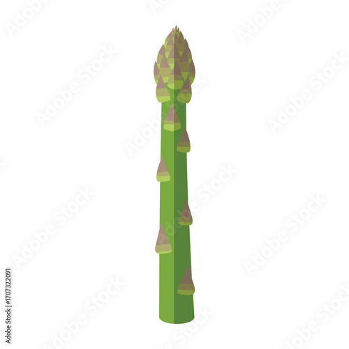 Green asparagus spear – flat illustration