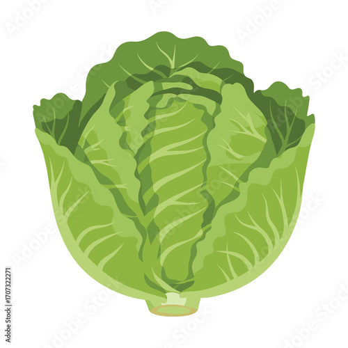 Fresh green lettuce illustration – flat illustration
