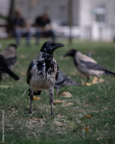 crow on the ground, bird in the park, birds in city