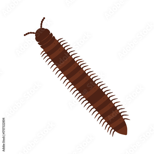 Brown millipede illustration with antennae and numerous legs – flat illustration