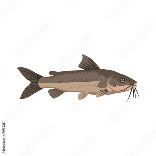 Illustration of a detailed catfish – flat illustration