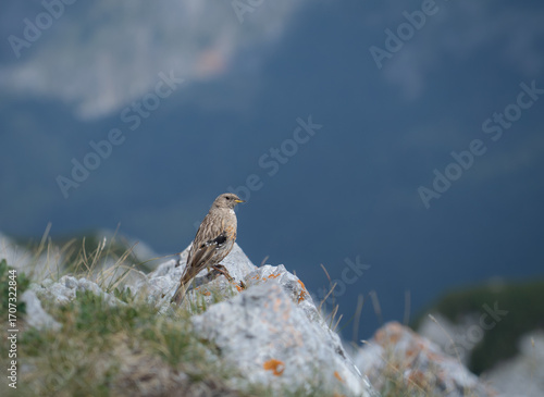 Alpine accentor (Prunella collaris) sitting on a rock