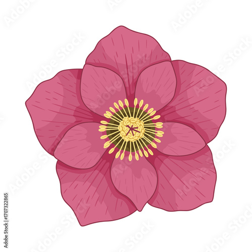 Beautiful pink flower with yellow center – flat illustration
