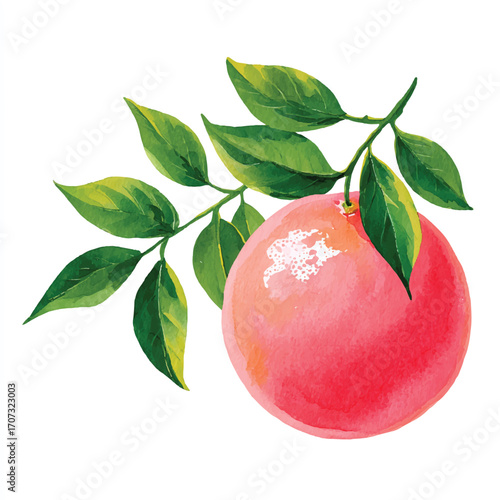 Vibrant watercolor illustration of a pink grapefruit with leafy branch.