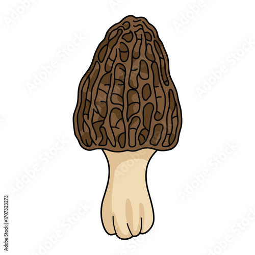 Detailed illustration of a morel mushroom with distinctive honeycomb pattern – flat illustration