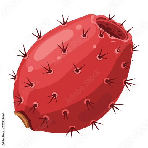 Red prickly pear cactus fruit with spines – flat illustration