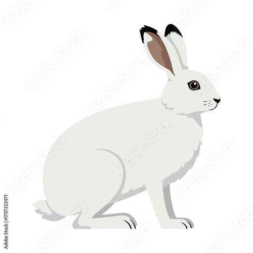Illustration of a white arctic hare with distinctive black-tipped ears facing sideways – flat illustration