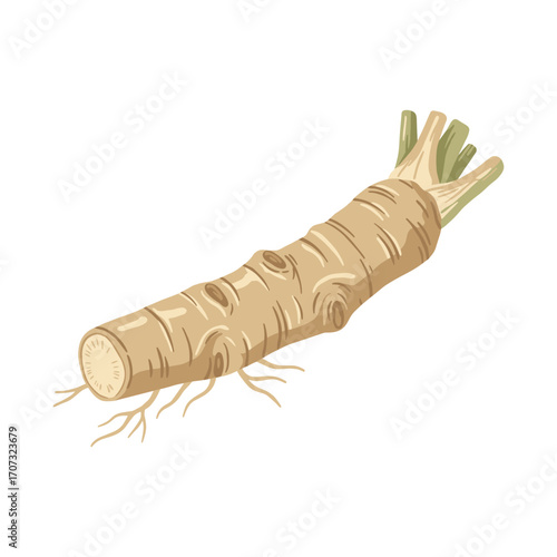 Fresh whole horseradish root with green stems – flat illustration