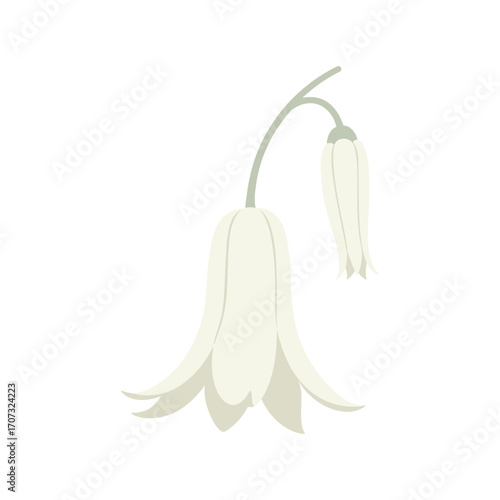 Elegant white bellflower blossom with drooping stem – flat illustration