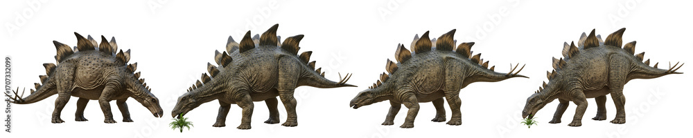 Fototapeta premium Stegosaurus Dinosaur Eating Plants Isolated Transparent Background