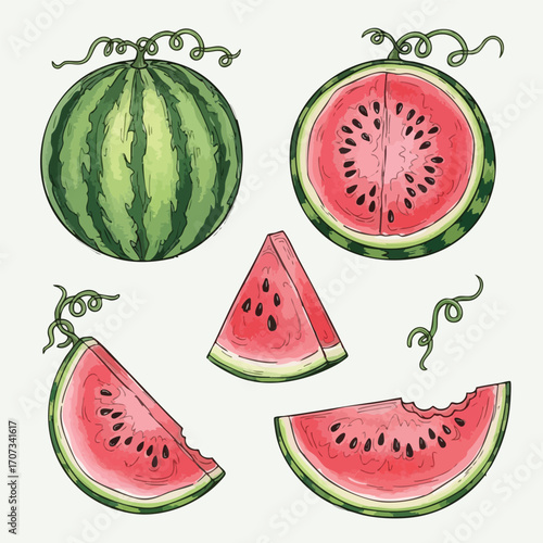 Watermelon slices whole watermelon and vine vector illustration Summer fruit graphic design elements