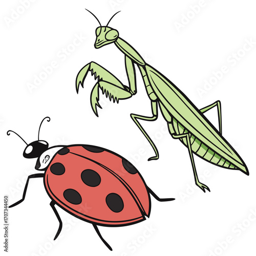 Cartoon Ladybug and Praying Mantis Illustration with Playful Colors