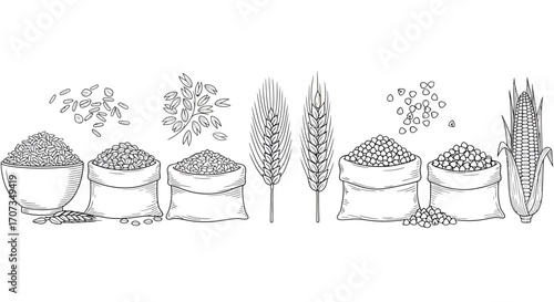 Crops and Grains Illustration