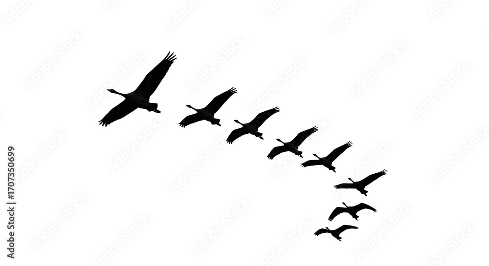 Fototapeta premium Elegant flock of birds soaring across a clear sky in formation