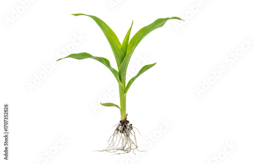 A young corn (maize) plant featuring green leaves and a root system, isolated against a white background.
