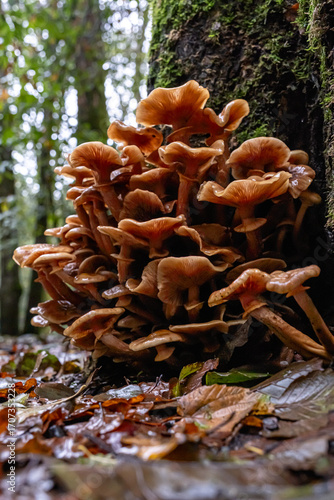 фотографія Honey fungus, wild mushroom on a tree