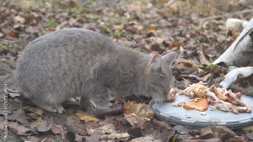 Gray stray cat eating food scraps on a lid in an outdoor autumn setting. Surrounded by fallen leaves, the cat focuses on its meal