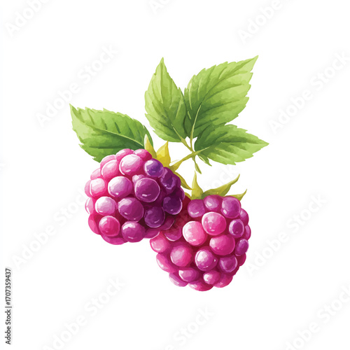 Two ripe raspberries with green leaves watercolor illustration.