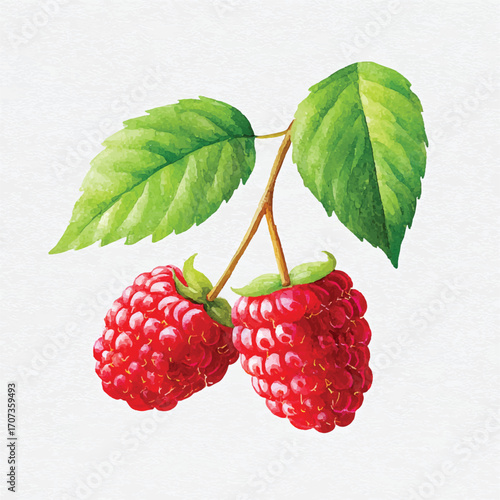 Two Ripe Raspberries with Green Leaves.