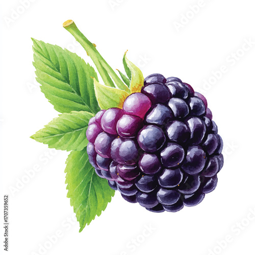 Vibrant close up of a ripe blackberry with green leaves.