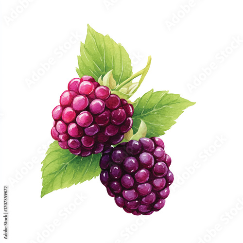 Vibrant close up of fresh ripe blackberries with green leaves.