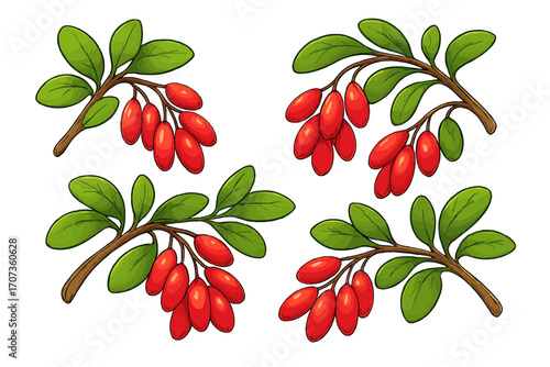 Vibrant barberry branches with ripe red berries and green leaves. Vector cartoon illustration set. Botanical drawing of fresh natural fruit. Organic healthy food concept.