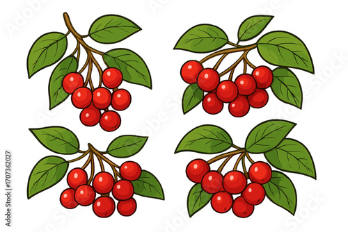 Set of red berry branches with green leaves. Vector cartoon illustration of vibrant fruit clusters. Natural plant design element for food or summer themes. Fresh cherry icon set.