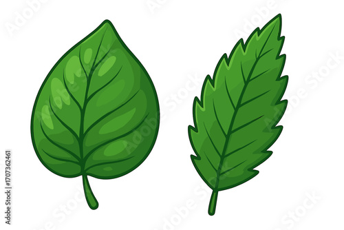Two green leaves vector illustrations. Cartoon style plant elements. Different shapes, broad and serrated leaf icons. Eco, bio, organic nature symbol collection.