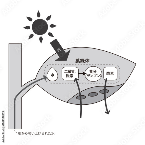 光合成の説明図