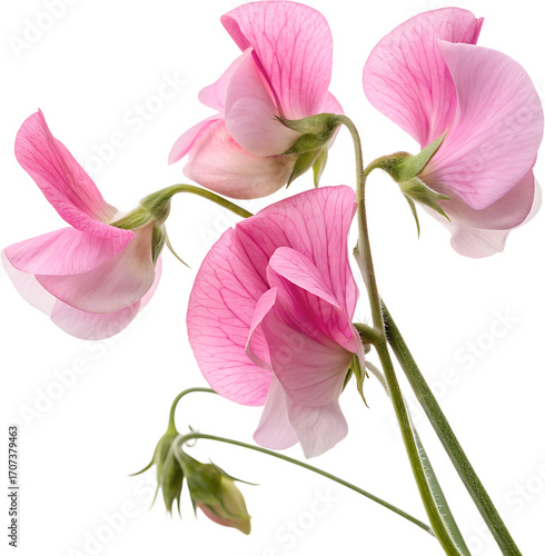 Elegant Pink Sweet Pea Flowers and Bud Isolated Transparent Background PNG Cutout