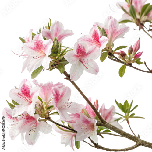 Isolated Pink and White Azalea Flowers on Branch, Transparent Background PNG Cutout