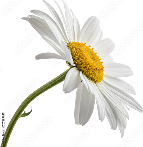 Fresh White Daisy Flower with Yellow Center, Isolated on Transparent Background Cutout
