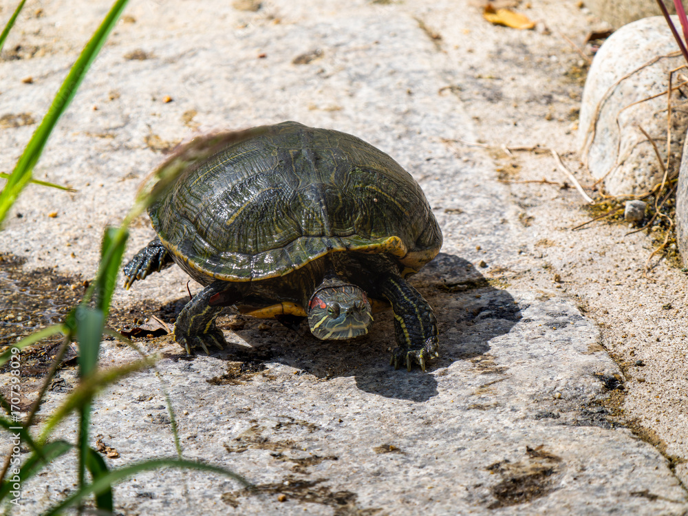 Fototapeta premium 日光浴するアカミミガメ