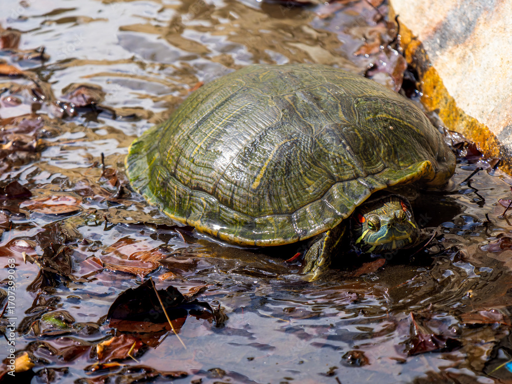 Fototapeta premium 水辺のアカミミガメ