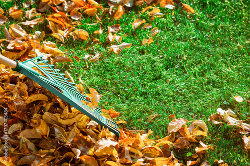 Fall Leaves Autumn Background. Raking Fallen Foliage with Rake in Garden. Autumn Cleaning Garden.