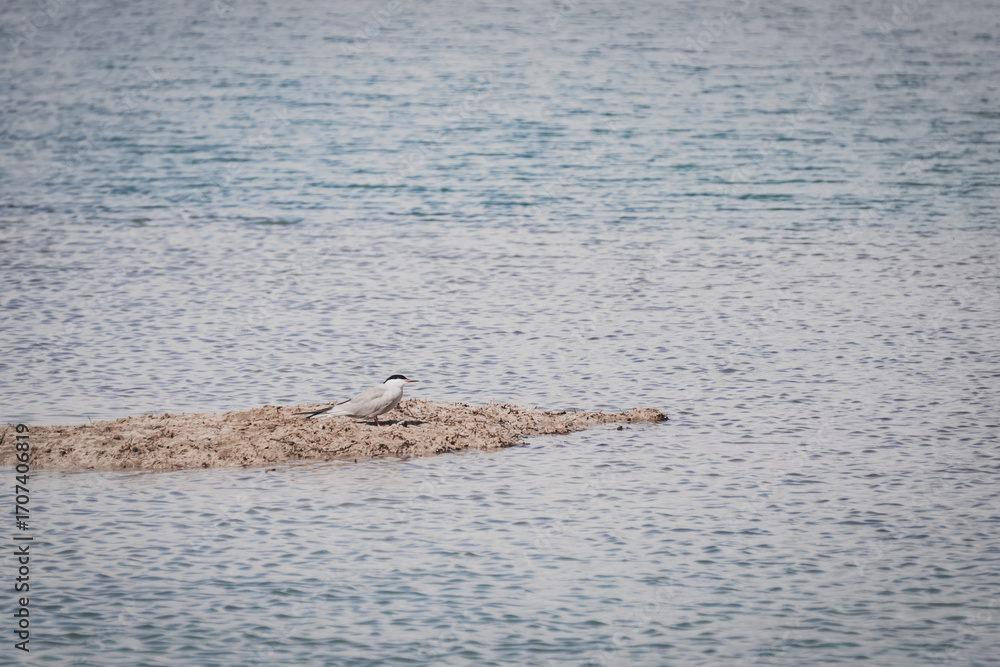 Fototapeta premium The common tern Sterna stands in the high-mountain lake Karakol on an island of grass, a white bird against the backdrop of water and mountains, wildlife for the background