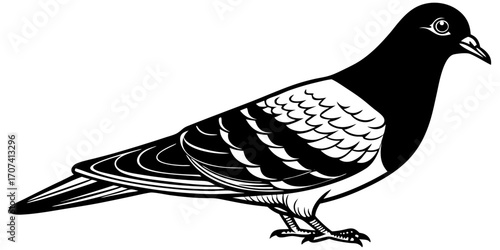 Create a high-resolution, realistic image of a pigeon standing in profile, facing left, on a clean white background. The pigeon should have smooth, grey feathers with iridescent green and purple hues 