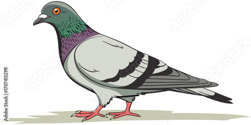 Create a high-resolution, realistic image of a pigeon standing in profile, facing left, on a clean white background. The pigeon should have smooth, grey feathers with iridescent green and purple hues 