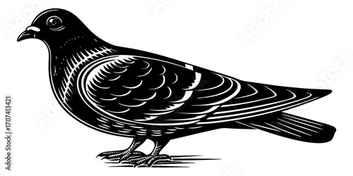 Create a high-resolution, realistic image of a pigeon standing in profile, facing left, on a clean white background. The pigeon should have smooth, grey feathers with iridescent green and purple hues 