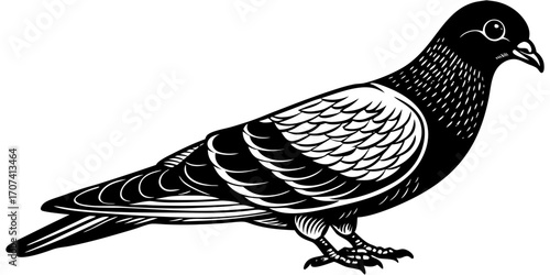 Create a high-resolution, realistic image of a pigeon standing in profile, facing left, on a clean white background. The pigeon should have smooth, grey feathers with iridescent green and purple hues 