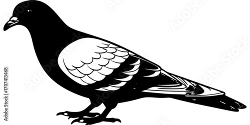 Create a high-resolution, realistic image of a pigeon standing in profile, facing left, on a clean white background. The pigeon should have smooth, grey feathers with iridescent green and purple hues 
