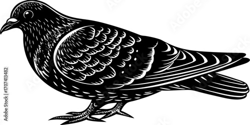 Create a high-resolution, realistic image of a pigeon standing in profile, facing left, on a clean white background. The pigeon should have smooth, grey feathers with iridescent green and purple hues 
